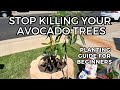 How to plant a new avocado tree  step by step guide  soil preparation  fertilizer  mulch