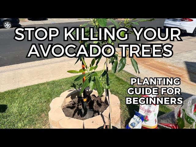 How to Plant A New Avocado Tree - Step by Step Guide | Soil Preparation | Fertilizer | Mulch class=
