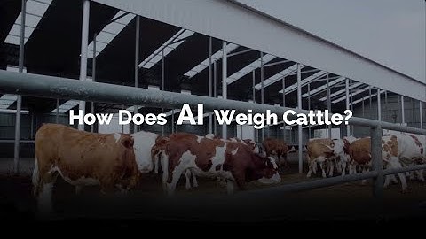 AI Scanning: Accurate Cattle Weight Measurement, No Scales Needed!