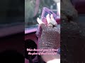How to get to work like a #BossBabe ? #LovesIt #Sliving #CarTok #DayInMyLife ?? | Paris Hilton