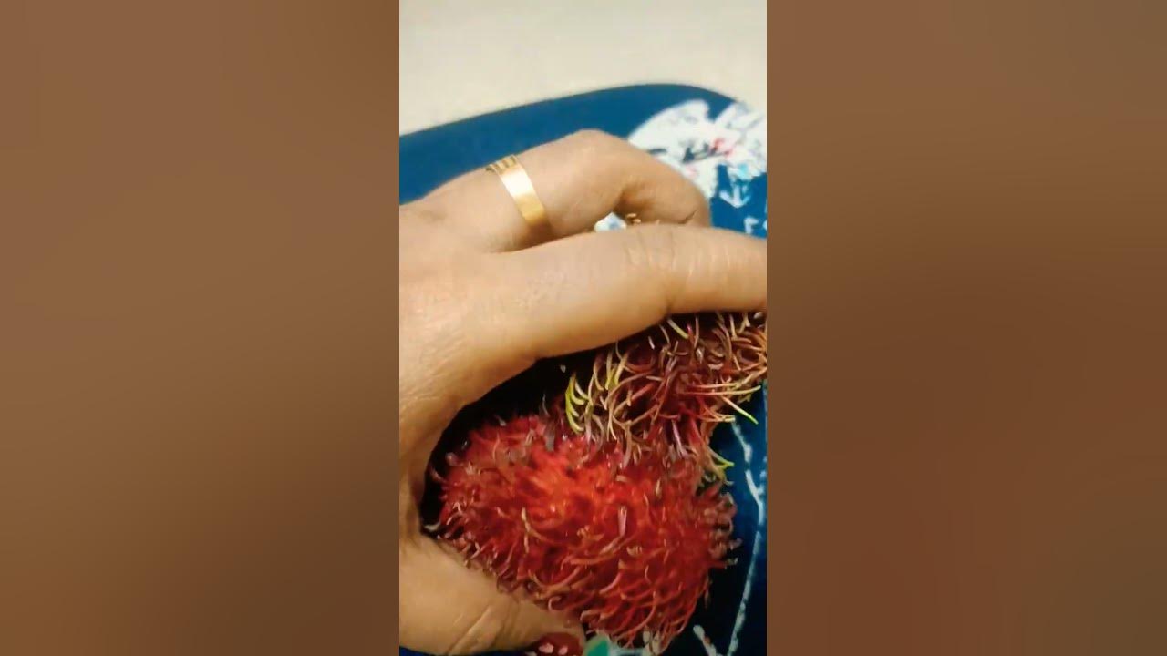 #song #fruit #rambuttan