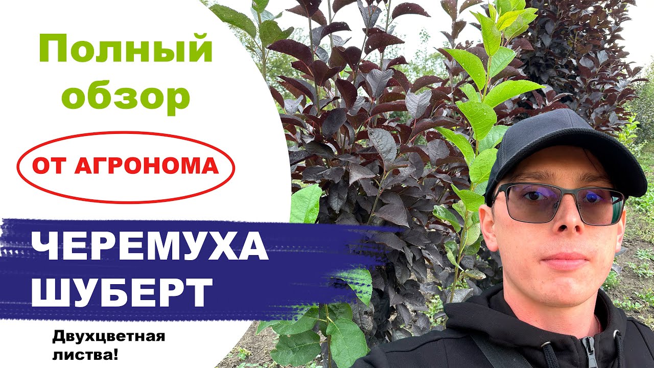 Черемуха виргинская Шуберт. Особенность листвы. Обзор от Агронома