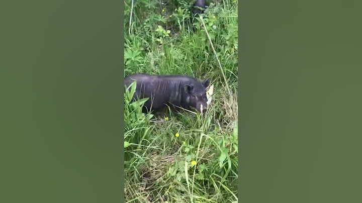 Чёрные свиньи в лесу