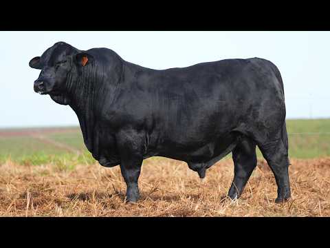 LOTE 006