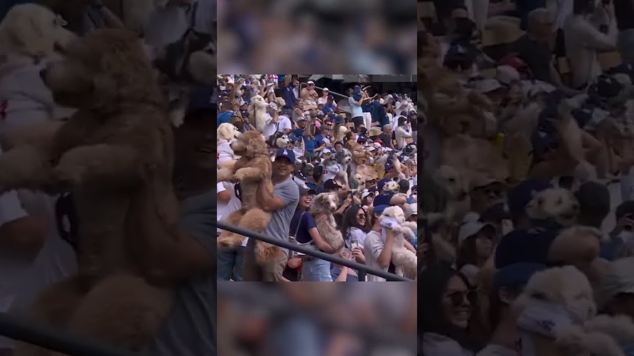 Bark at the Park at Dodger Stadium 🐶 