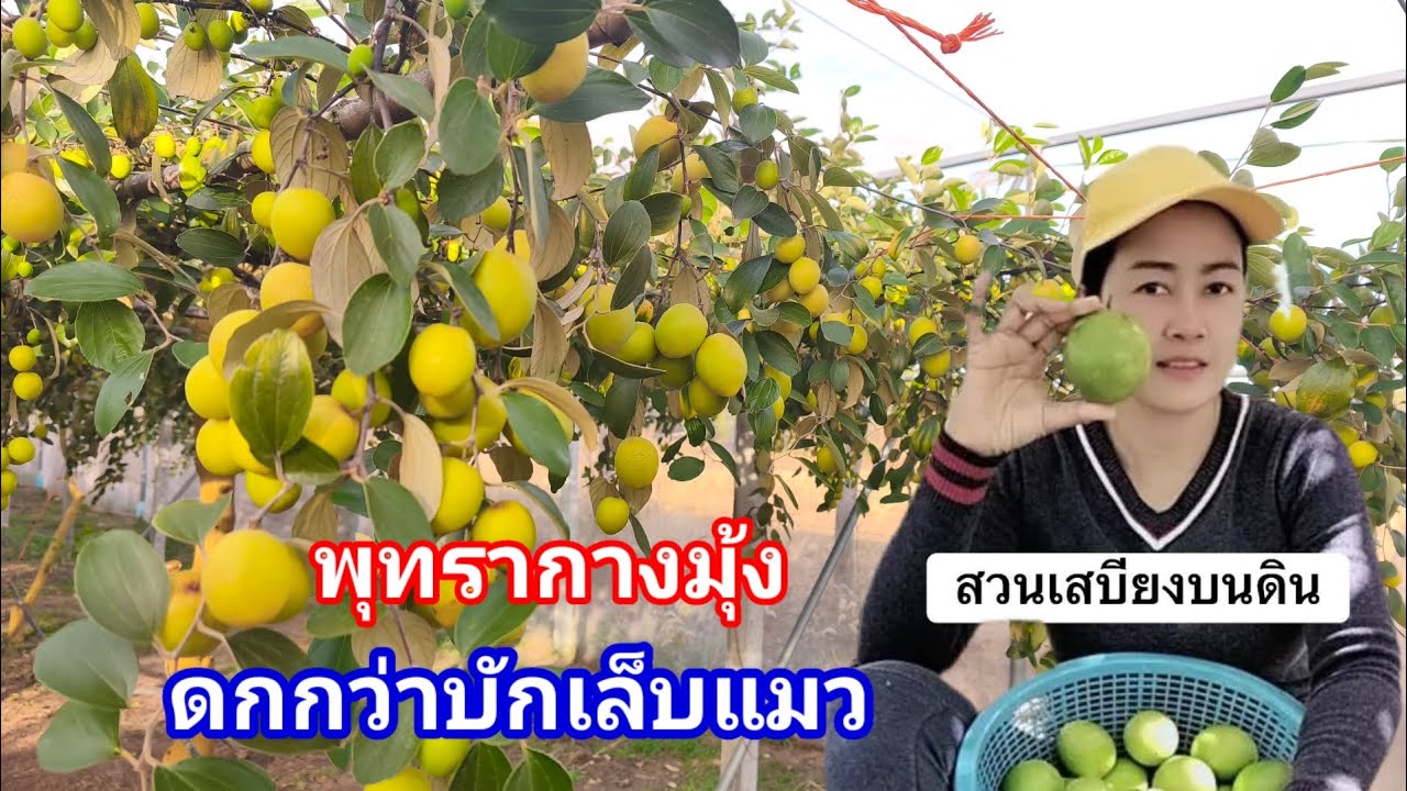 สวนพุทราทำเงิน!! ดกกิ่งแทบหักทุกปี ศูนย์เรียนรู้การทำพุทราของจังหวัดอุบลราชธานี