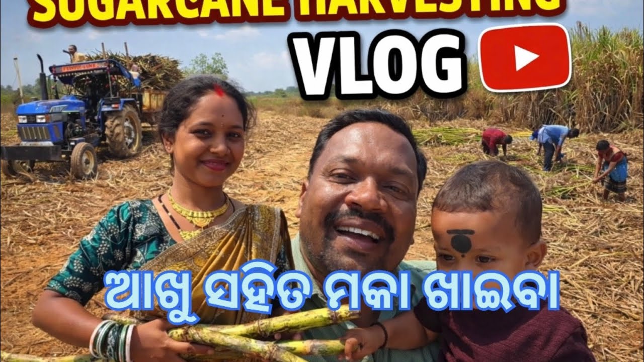 ଆଖୁ ସହିତ ମକା ଖାଇବା // Sugarcane Harvesting 