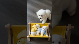 Mom’s Gentle Touch!! Bichon Mama Rocks the Hammock for Her Puppies ❤️❤️