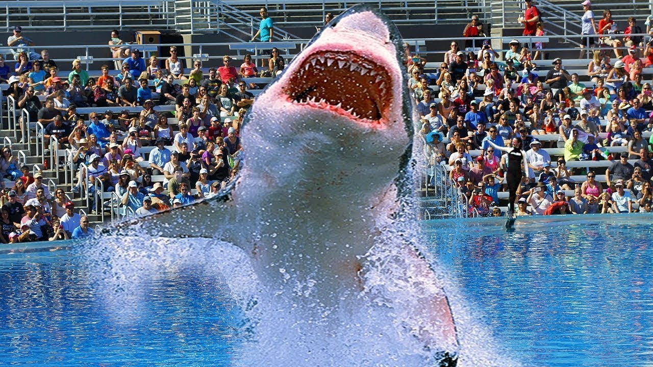 Pourquoi AUCUN Aquarium Dans Le Monde n'a de Grand Requin Blanc! - YouTube