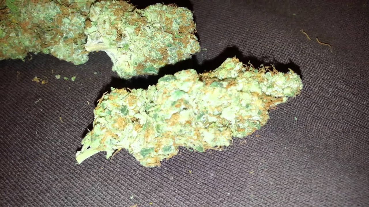 1000w hps multi strain harvest results