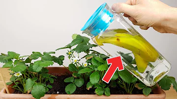 ¿Se puede poner un plátano entero en agua para las plantas?