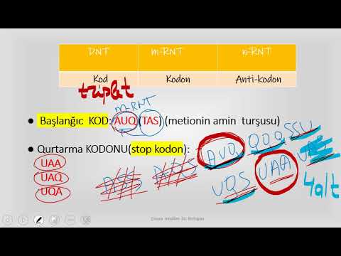 Video: Zülal Kekləri Toplu