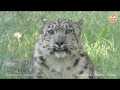 Снежный барс гуляет по вольеру. Тайган. Snow Leopard walks through the aviary. Taigan