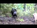 Pig Dog Training school Joshua Kauta Pig Dog Training school Joshua Kauta