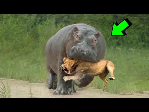 Vídeo: Qui són els depredadors dels hipopòtams?