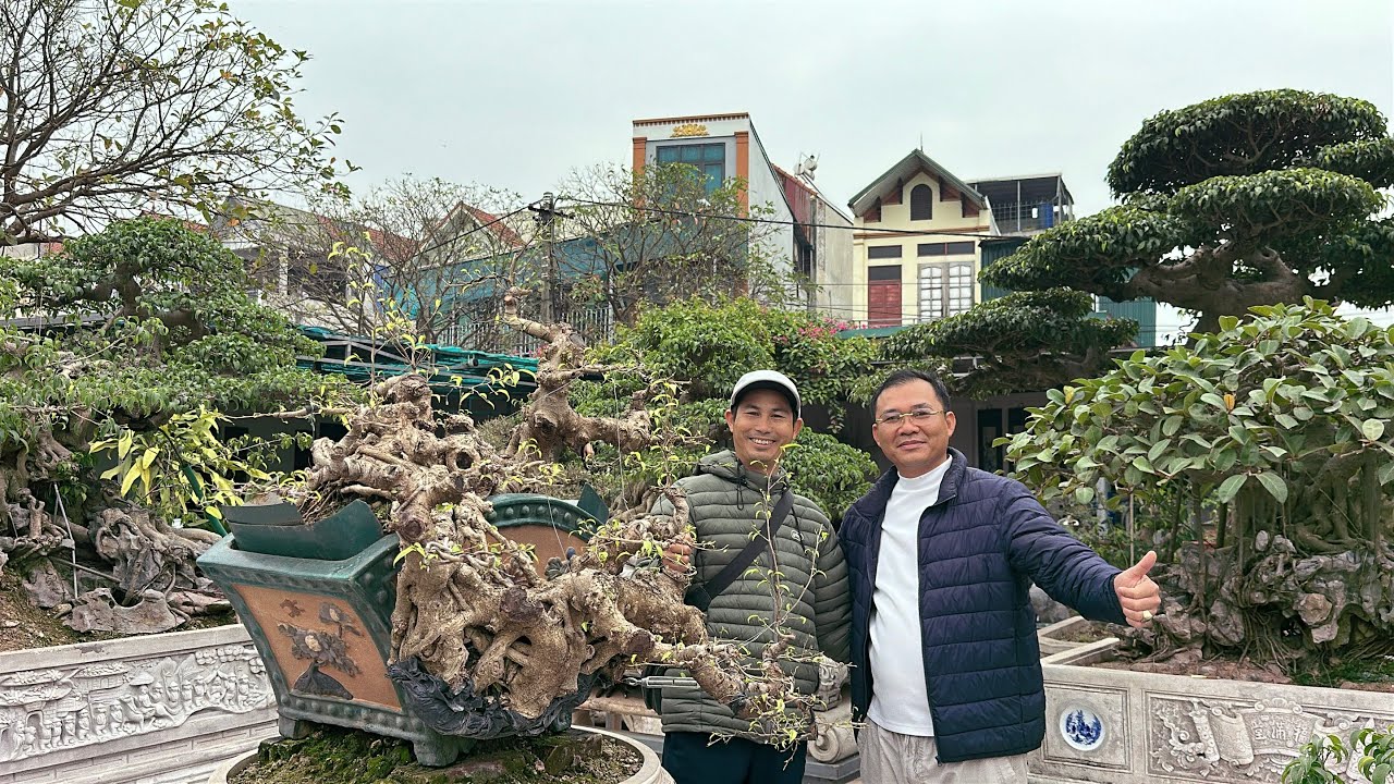 Dàn cây chất lượng của anh Cường tại Chương Mỹ Chia sẻ Quý vị | Quảng Tùng