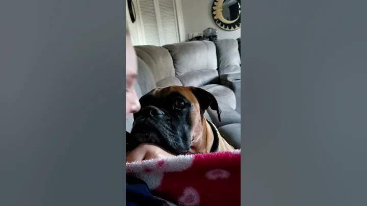 Boxer puppy and the love of Veggie Straws!