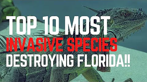 🐍🌴 TOP 10 Most DANGEROUS Invasive Species DESTROYING Florida!