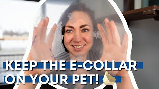 The Cone of Shame | Why you need to keep it on your dog as directed