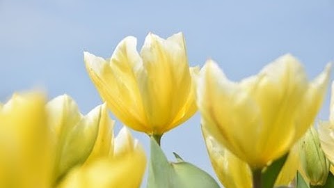 #سورة# النحل# محمد# مكى# # Surah # An-Nahl # Muhammad # Makki