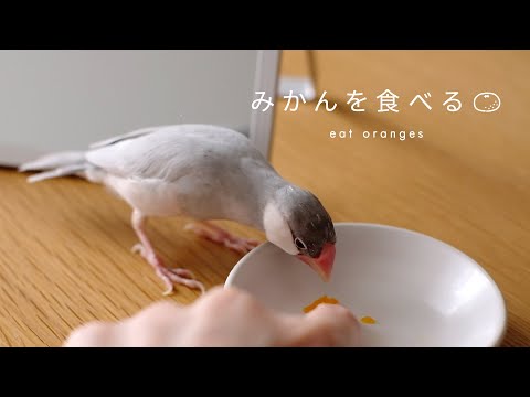 【文鳥】こたつで一緒にみかんを食べたい