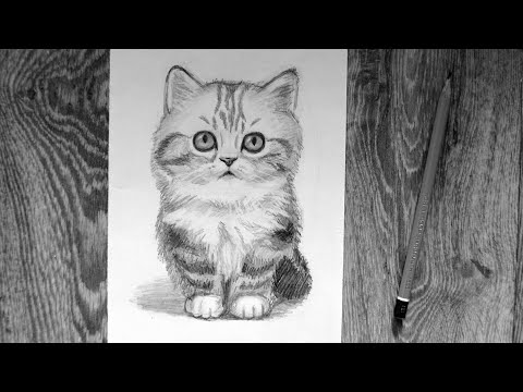 Как нарисовать кота карандашом. Подробный урок.