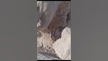 شوفوا مكان الوعول وين ادعمنا بلايك يالذيب 
