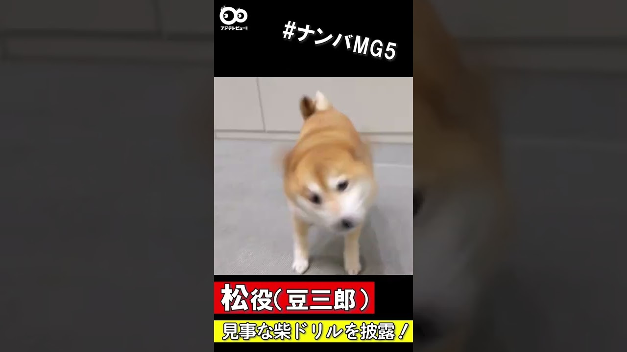 松役 豆三郎 の見事な柴ドリル Shorts Youtube