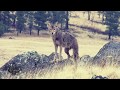 FIRED UP!  Episode 1 Rainy day coyote hunting decoy dog action