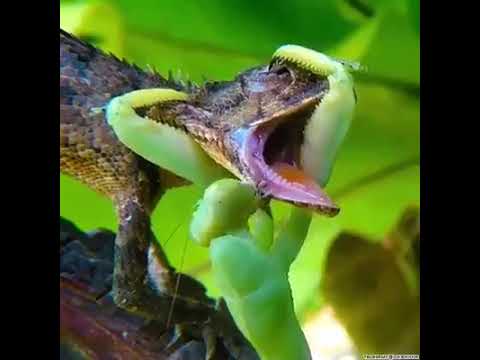 سبحان الله يضع س ر ه في أضعف خلقه