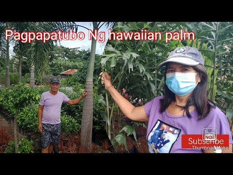 Video: Mga Kahirapan Sa Pagtatanim Ng Isang Puno Ng Palma