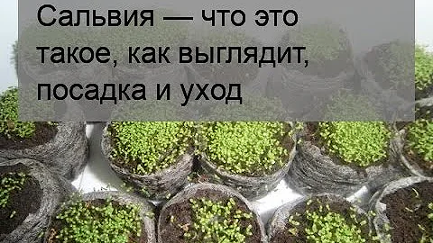 Сальвия — что это такое, как выглядит, посадка и уход