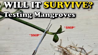 Will a MANGROVE tree SURVIVE if you CUT OFF its' ROOTS? | Saltwater Reef Aquarium