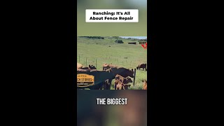 Colorado Beef Council | Ranch Fence Maintenance