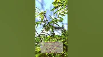 سورة النمل الاية 86-88
