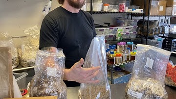 Mushroom fruiting block basics 1: what’s a fruiting block