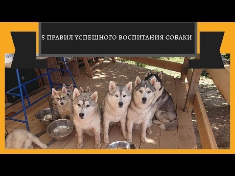 5 правил успешного воспитания собаки