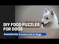 DIY Food Puzzles For Dogs