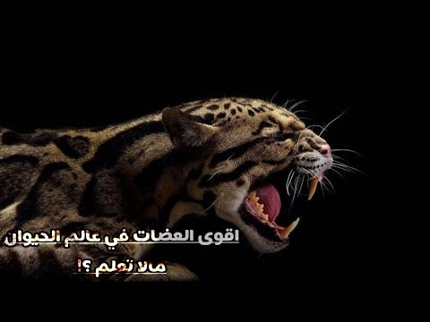 اقوى 10 عضات في عالم الحيوان مالا تعلم