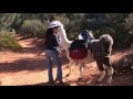 Llama Hike in Sedona , Arizona