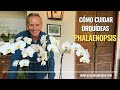 Cómo cuidar mi orquídea Phalaenopsis