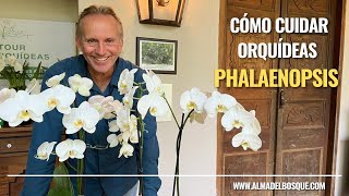 Cómo cuidar mi orquídea Phalaenopsis