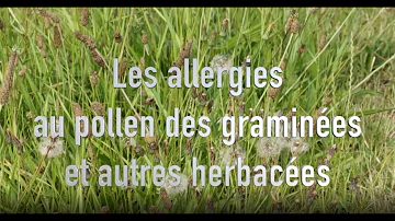 Quelles sont les plantes graminées ?