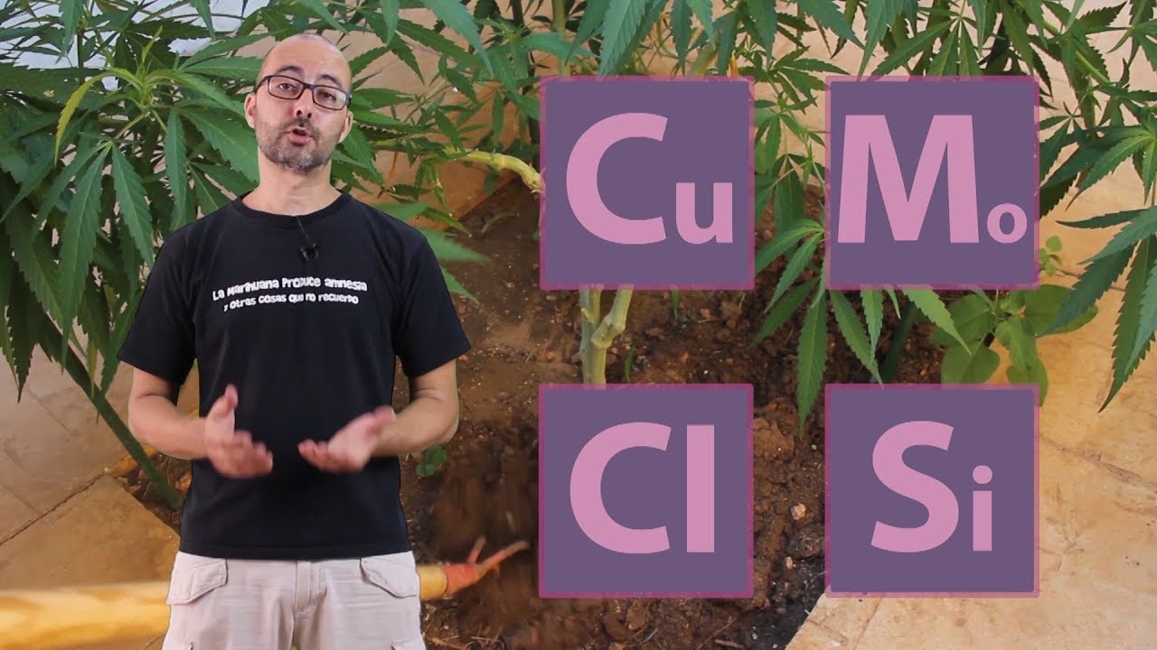 NUTRIENTES Y CANNABIS SATIVA V FINAL SERIE ABONO NATURAL para la MARIHUANA. Cultivo Paso A Paso 33
