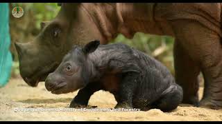 Sumatran Rhino Harapan Born at the Cincinnati Zoo is a Dad in Indonesia