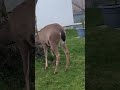 #deersighting #beautifulnature #summertime #canadalife #touristplace #backyardgarden