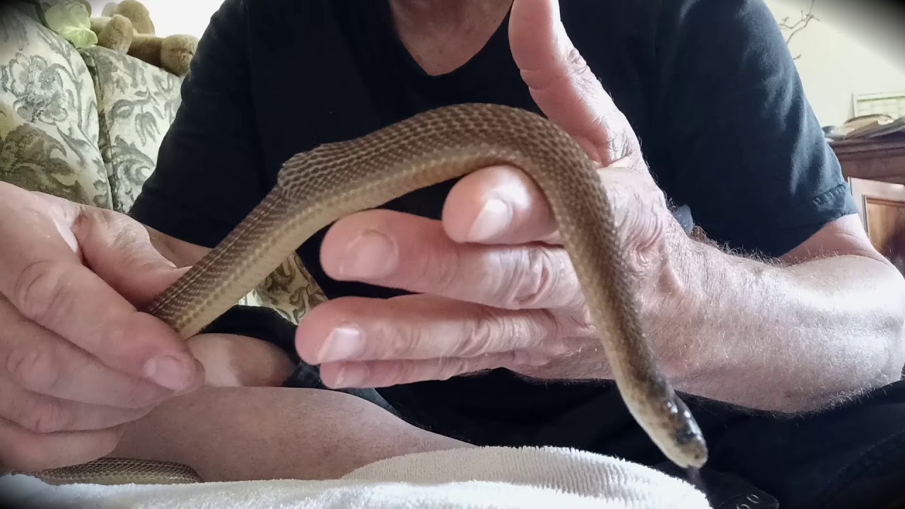 Afrikanische Eierschlange Dasypeltis Atra YouTube