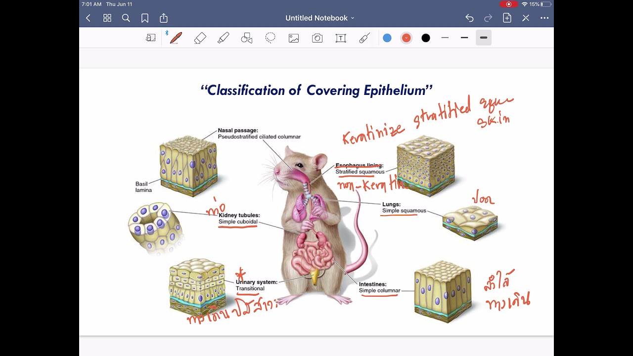 สรุปเนื้อเยื่อพื้นฐานของสัตว์ (Summary of Primary Animal Tissue 2_2)