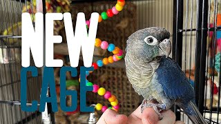 CONURE GETS A HUGE CAGE UPGRADE (HE LOVES IT)
