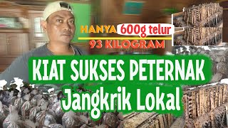 KIAT SUKSES PETERNAK JANGKRIK!, MODAL MURAH HASIL MELIMPAH🔥!!...